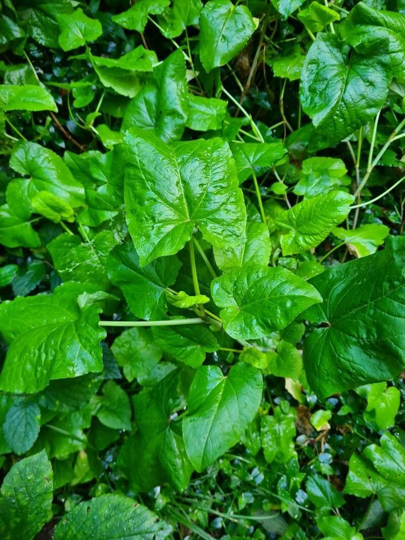 Rumex maderensis 16