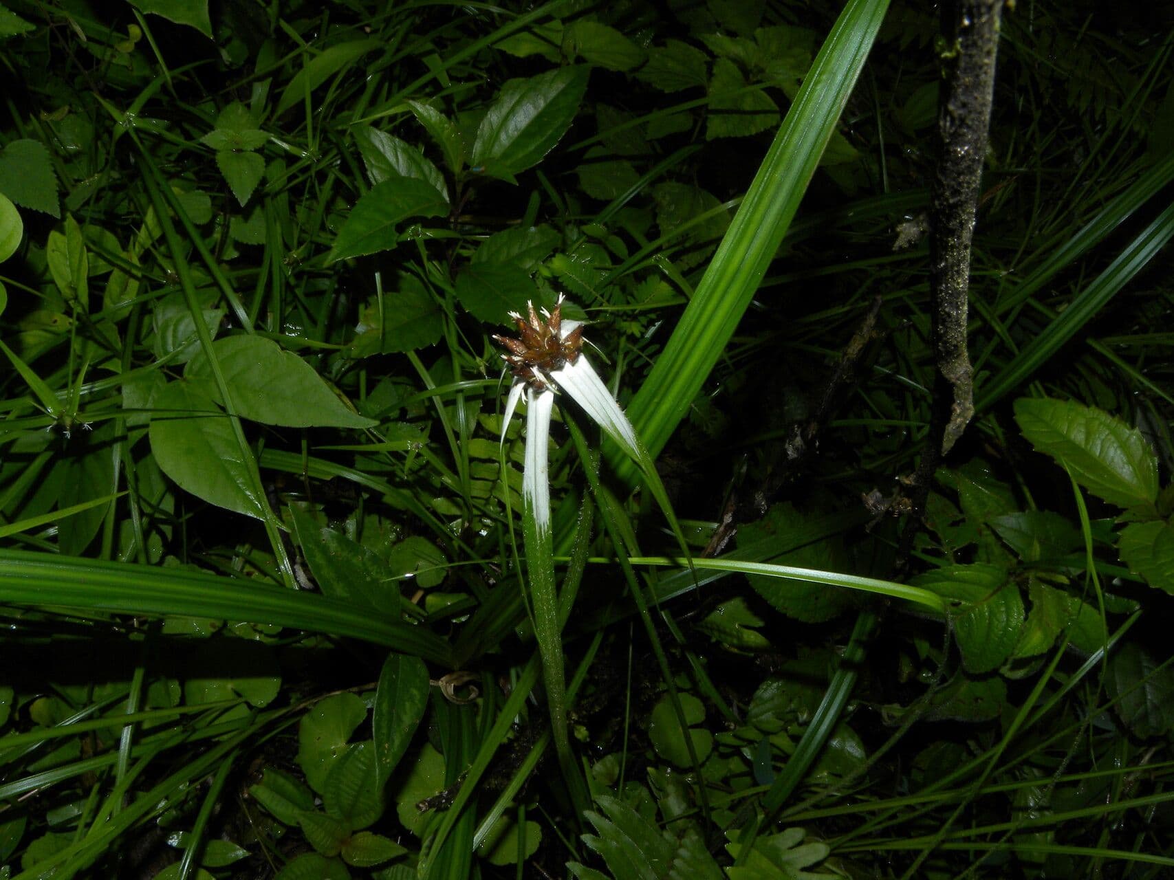 Rhynchospora 11