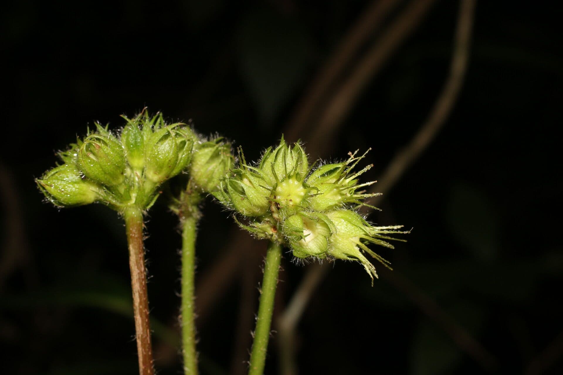 Pavonia