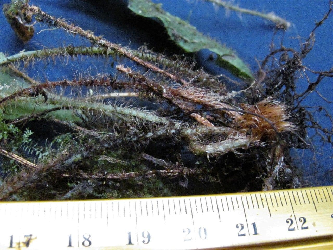 Elaphoglossum 3