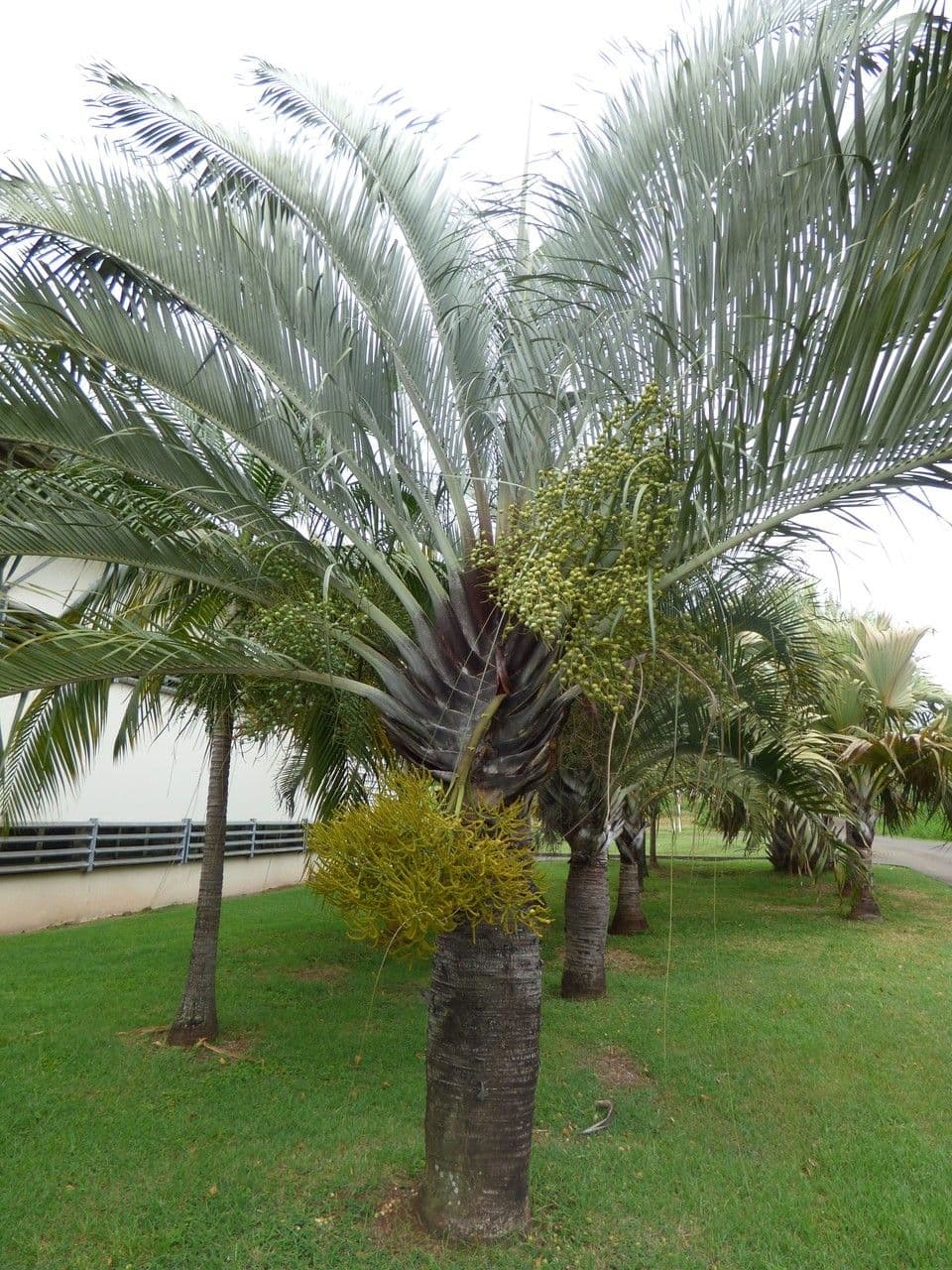 Palma triangular 11