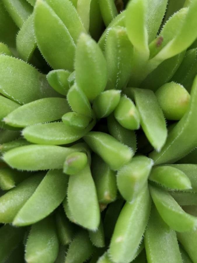 Aptenia 4