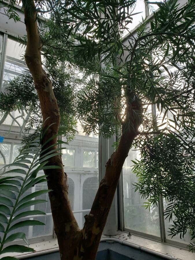 Afrocarpus 2