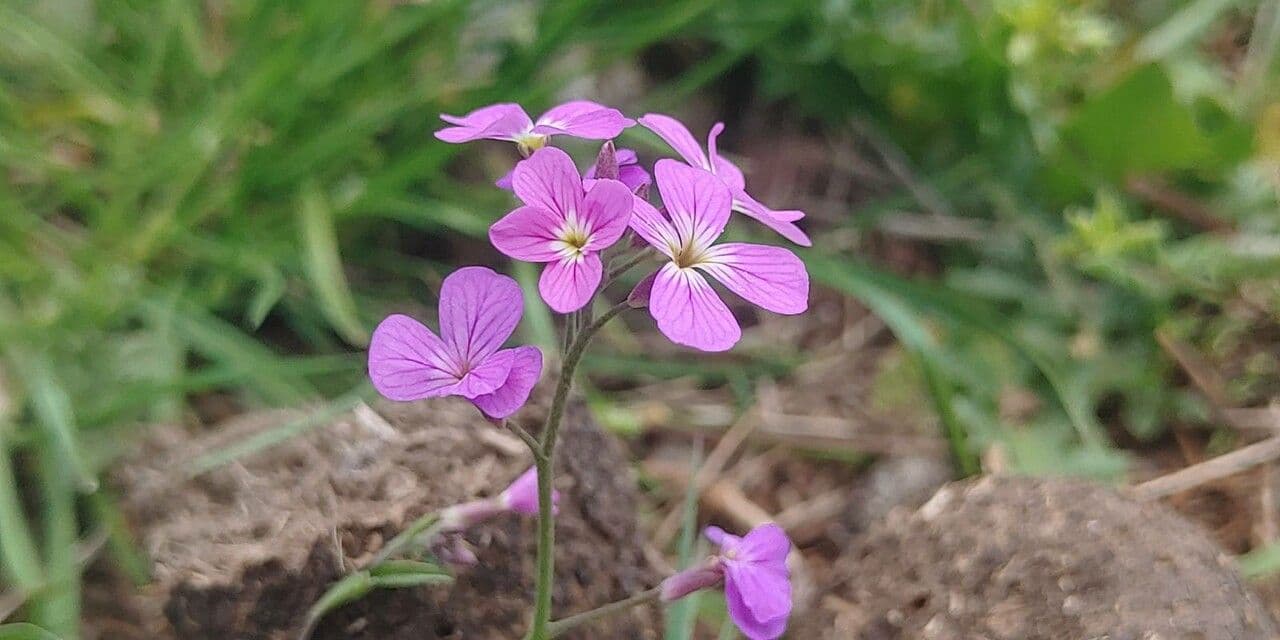 Malcolmia 5
