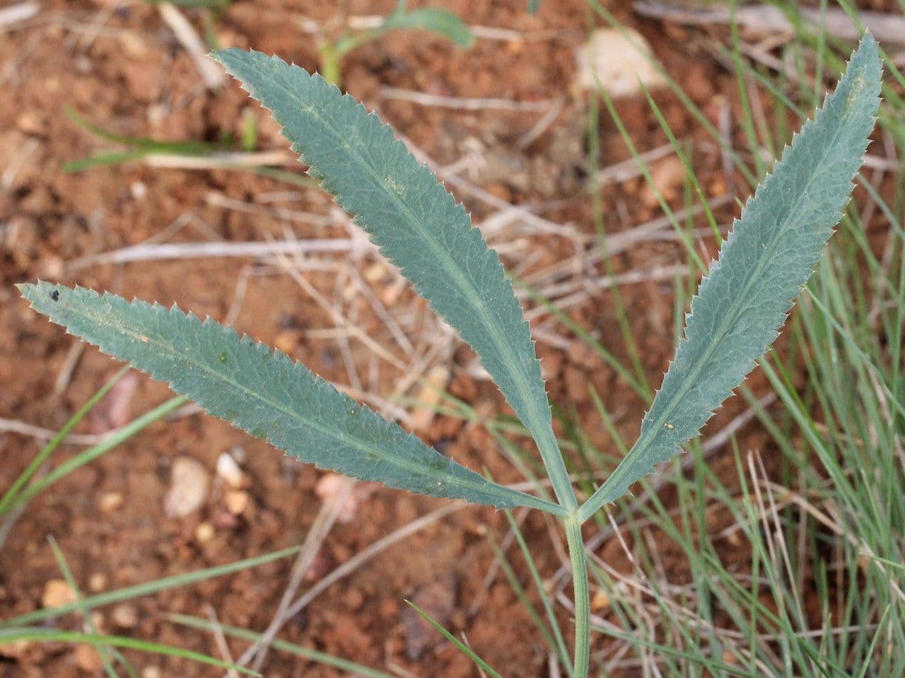 Falcaria 17