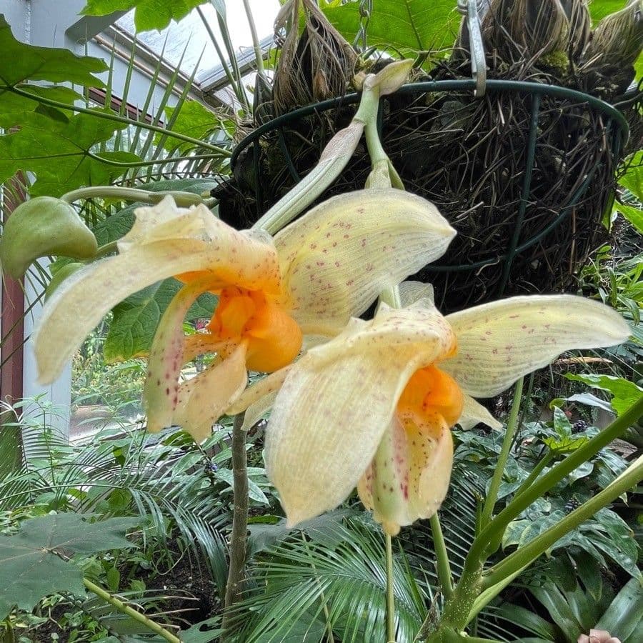 Stanhopea