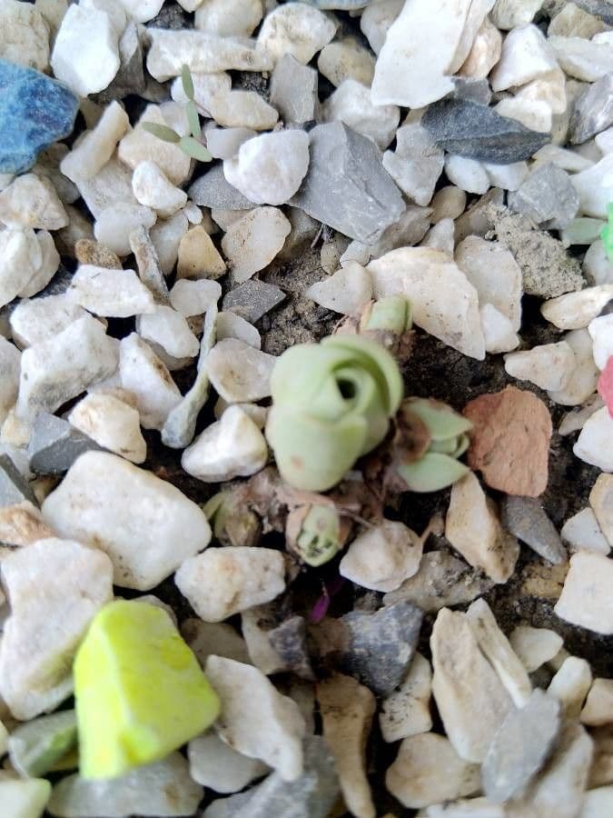 Aeonium 7