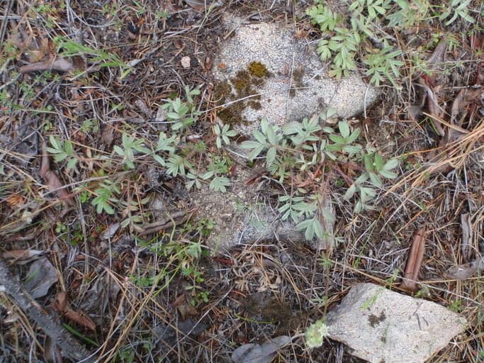 Horkelia tridentata 8