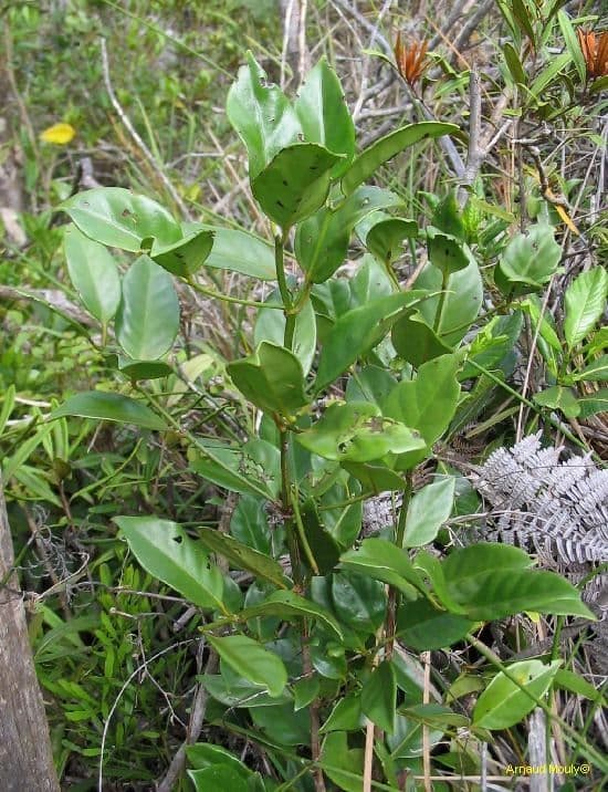 Cyclophyllum