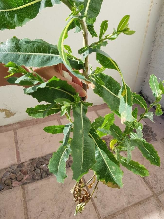 Lechuga amarga 4