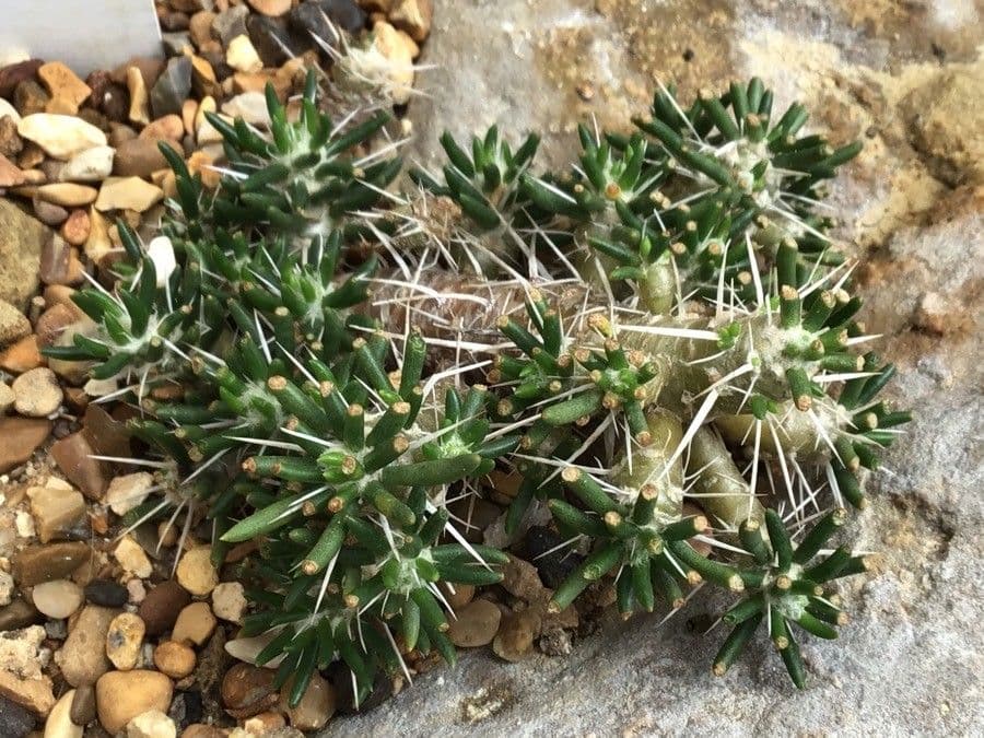 Maihuenia 2