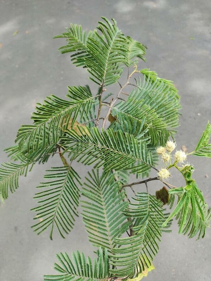 Anadenanthera 14