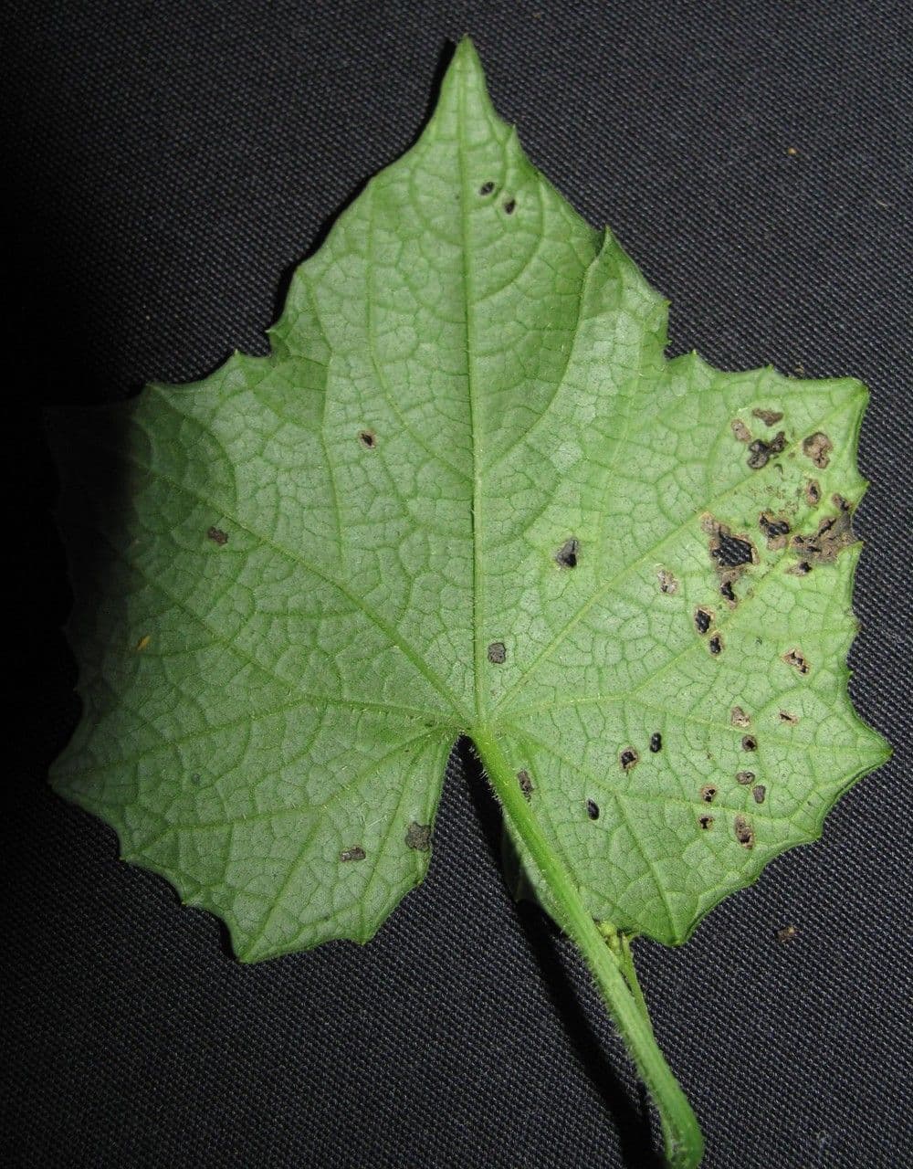 Melothria pendula 27