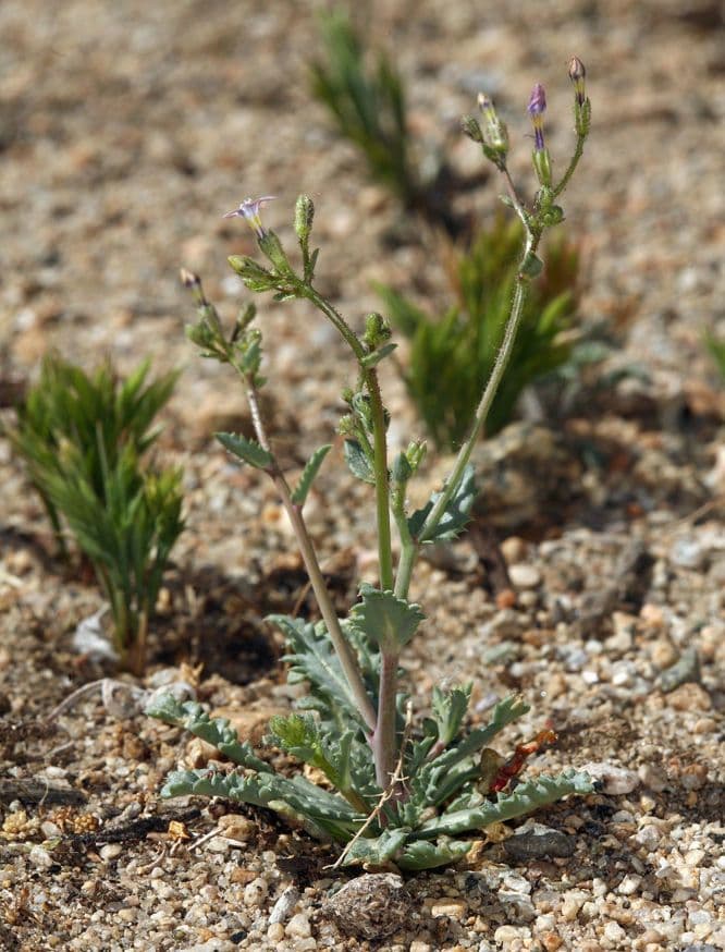 Gilia 11
