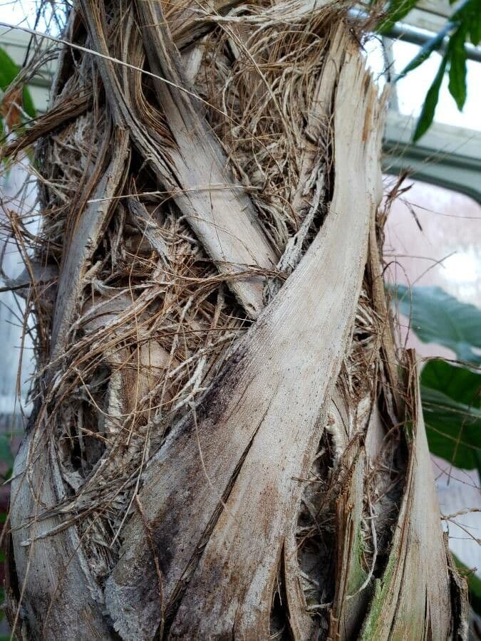 Thrinax 5