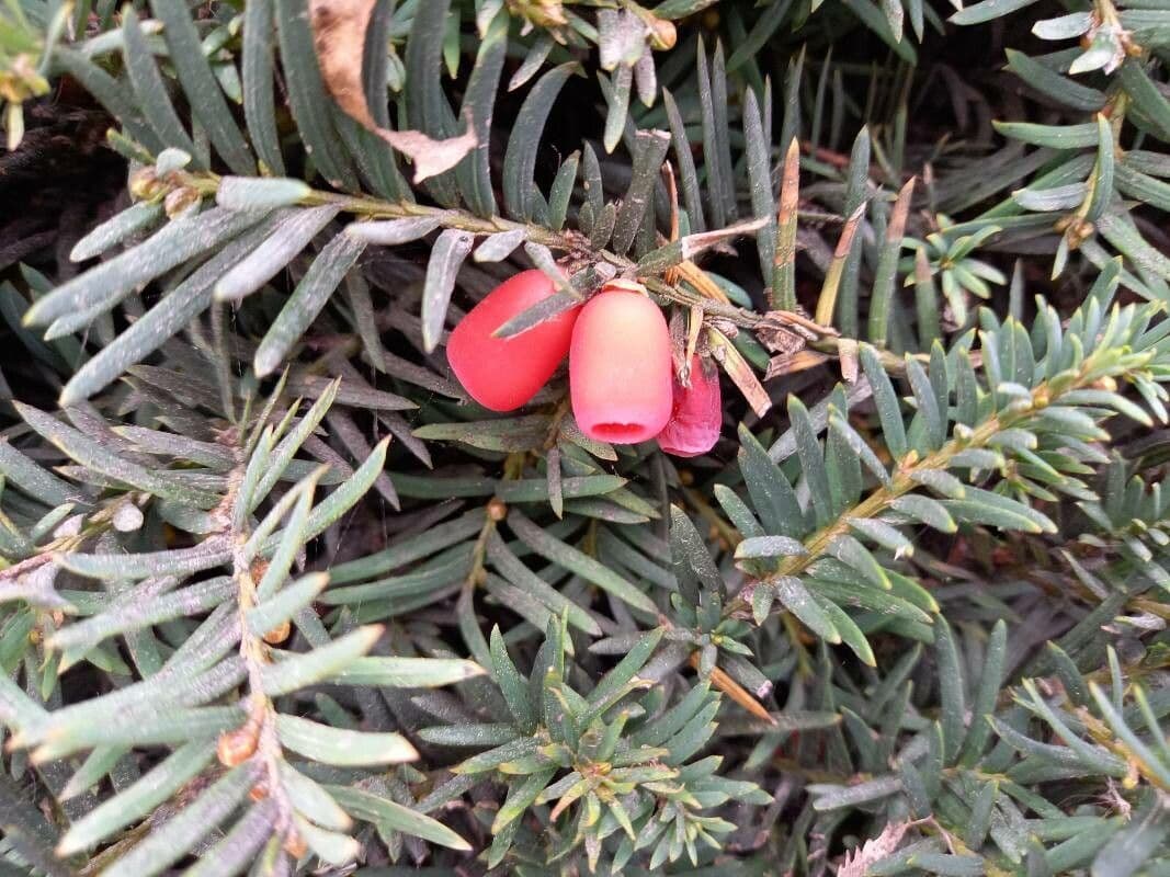 Tasso del Pacifico 4