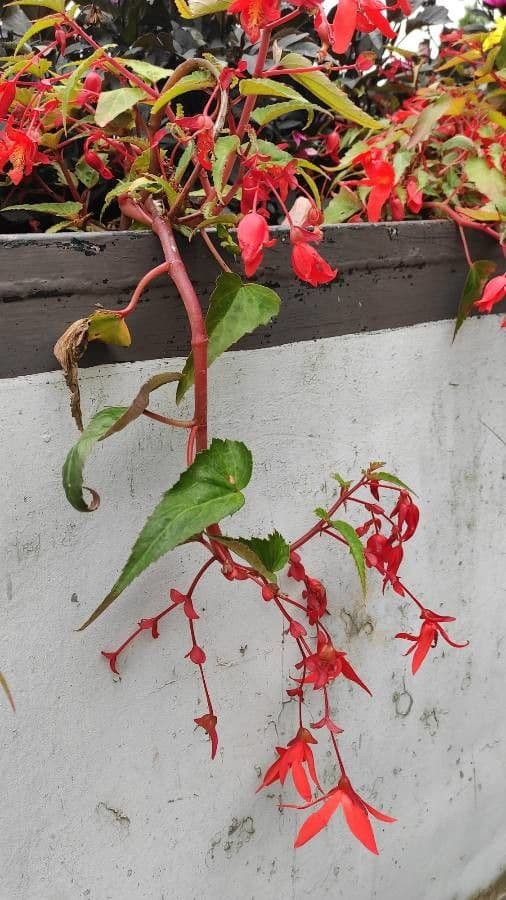 Begonia boliviana 9