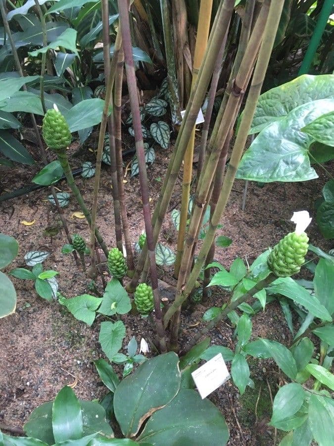 Costus africano 7