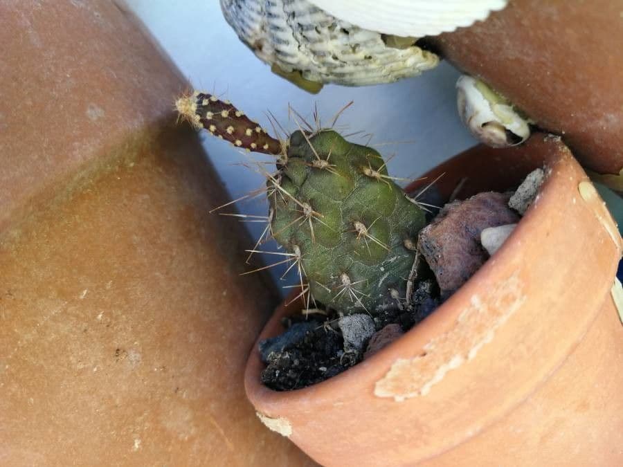 Tephrocactus 11