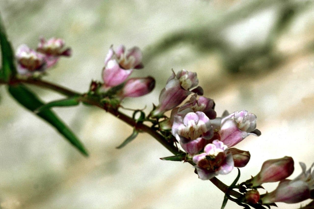Penstemon hladký 3