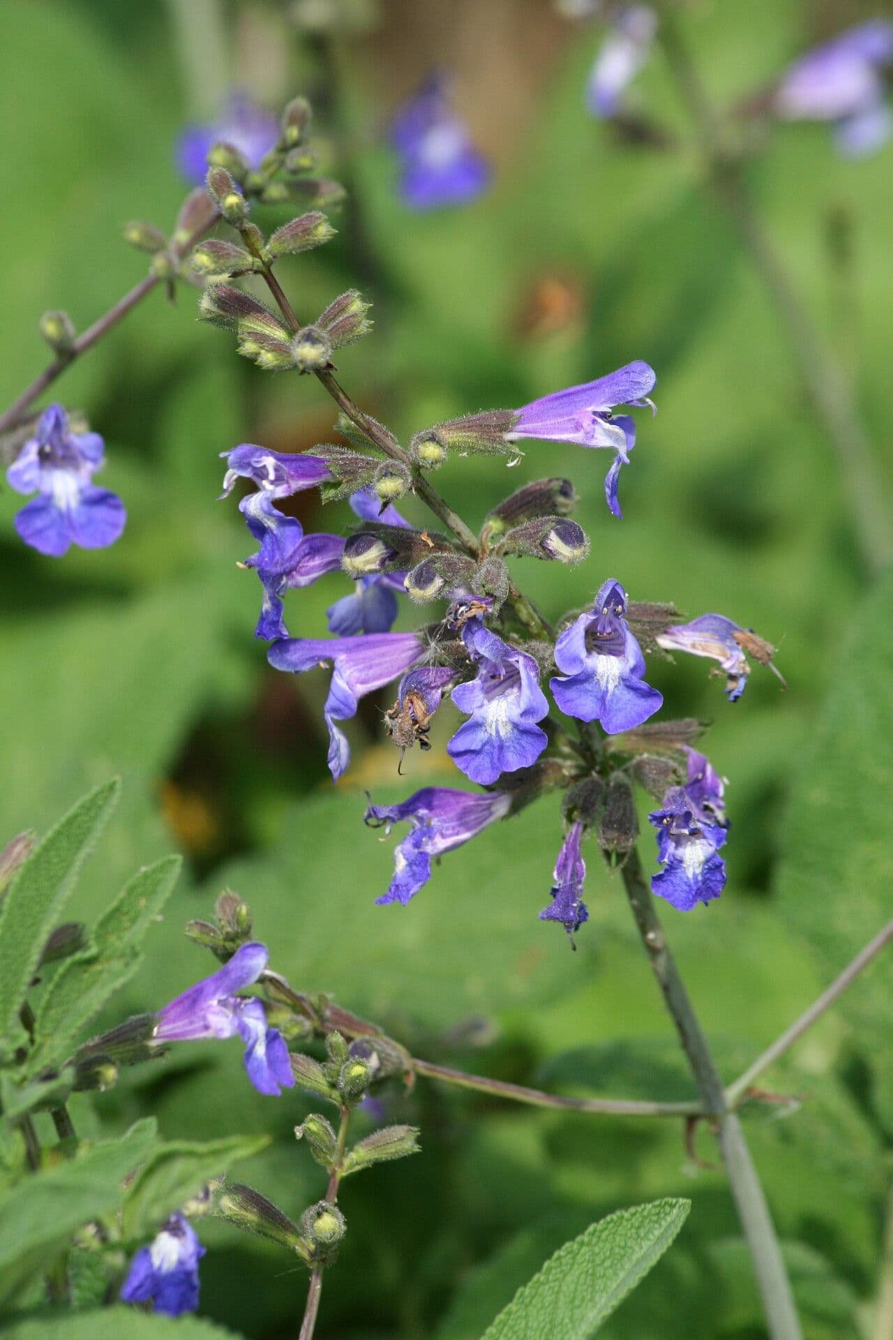 Salvia