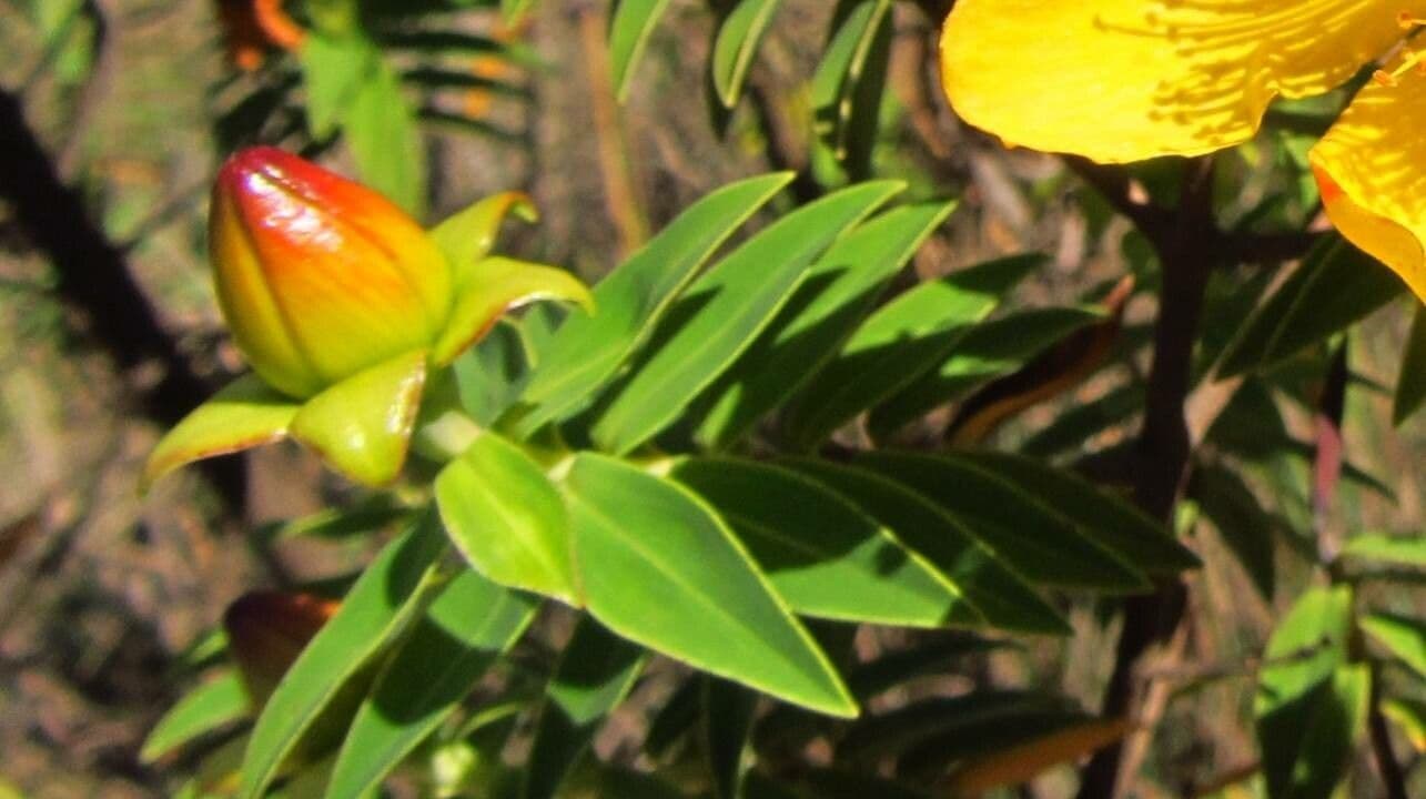 Iperico 11