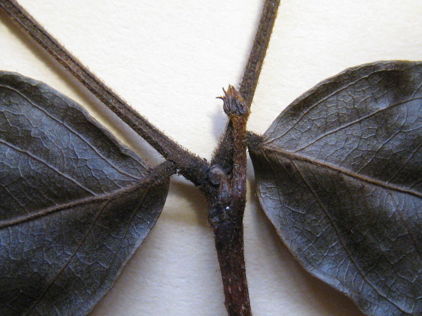 Zygia cataractae 5