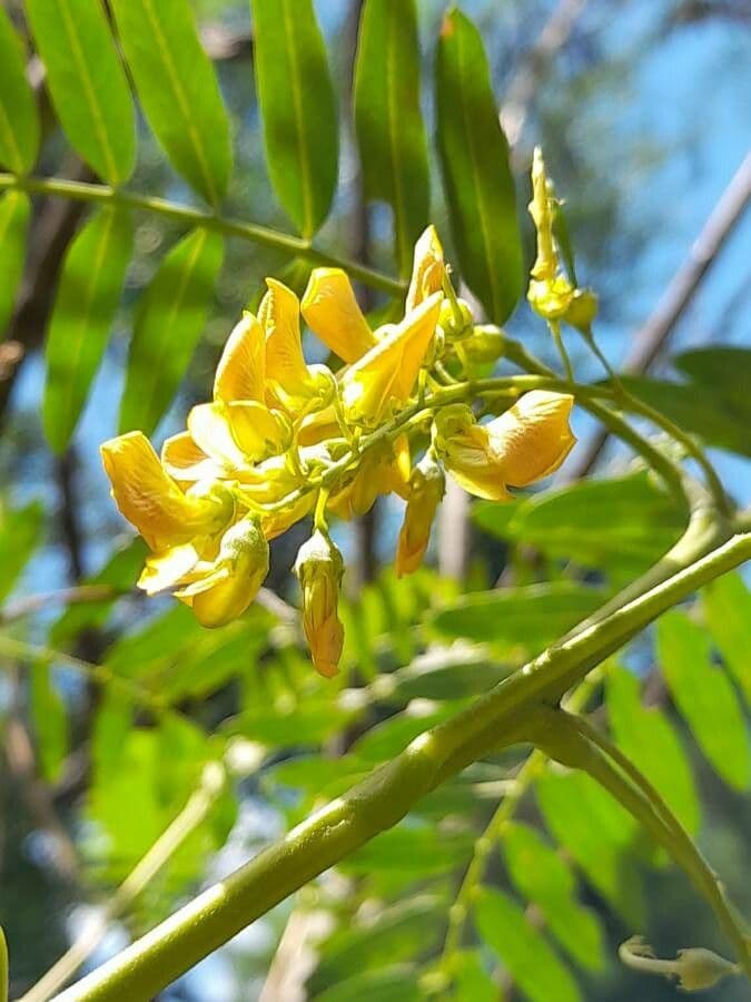 Sesbania virgata 2