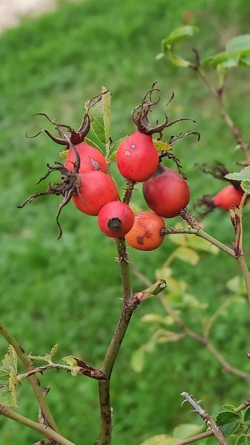 Rosa 2