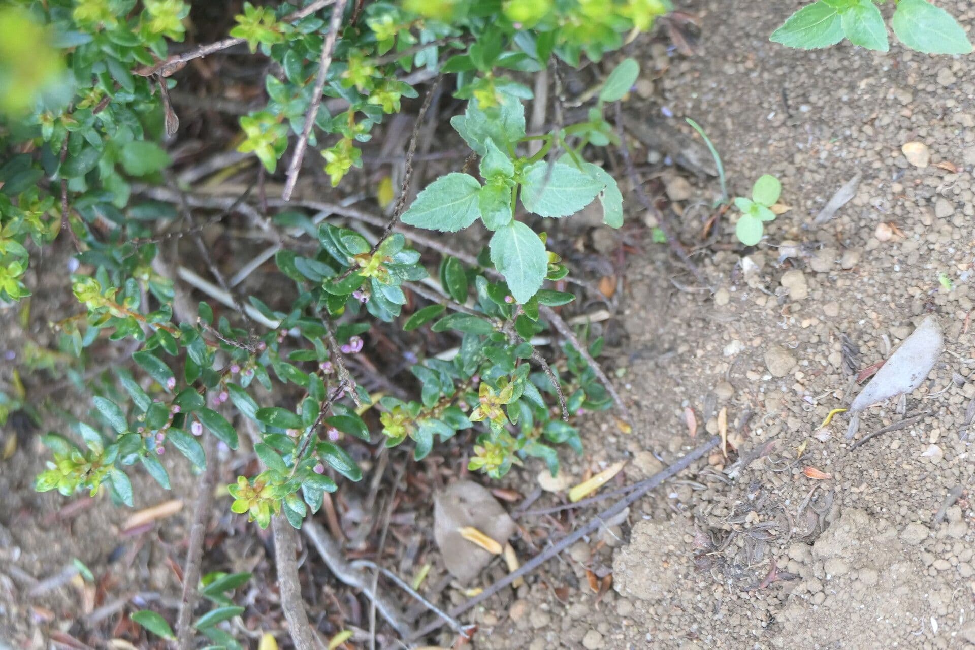 Agathosma 11