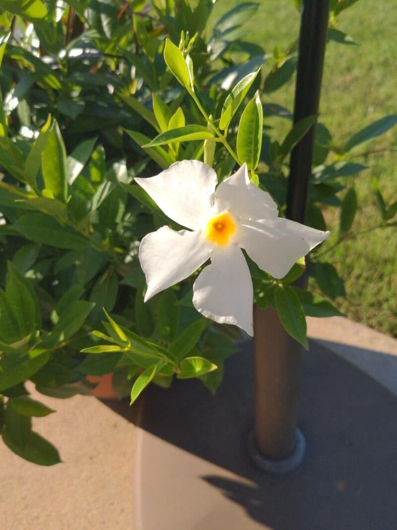 Mandevilla 5
