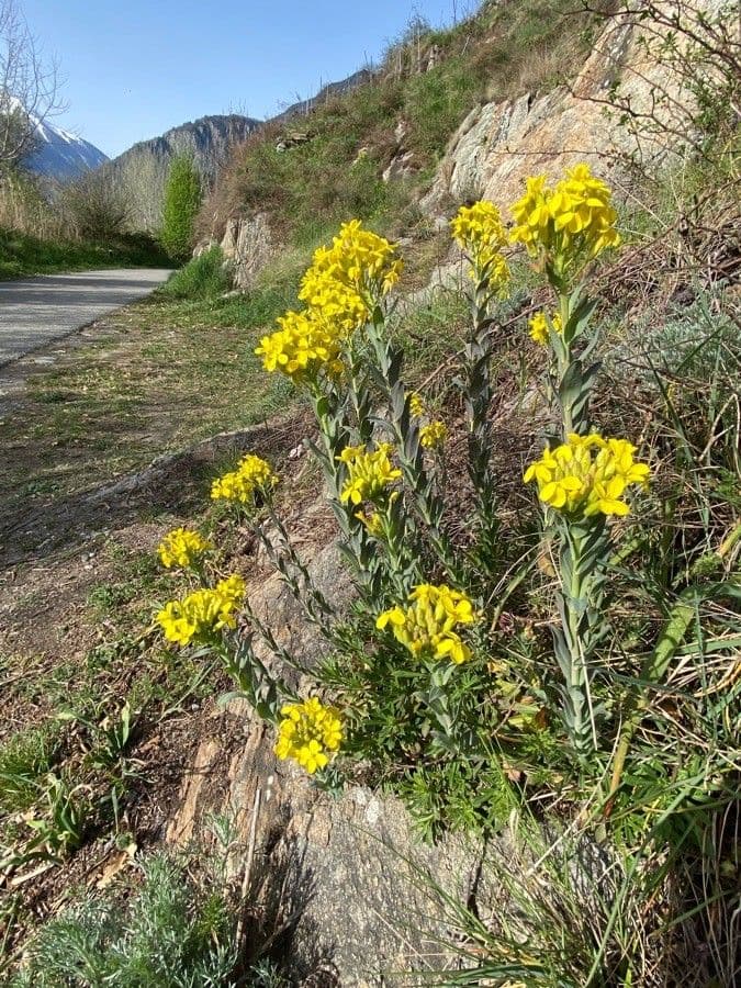 Alyssoides utriculata 12