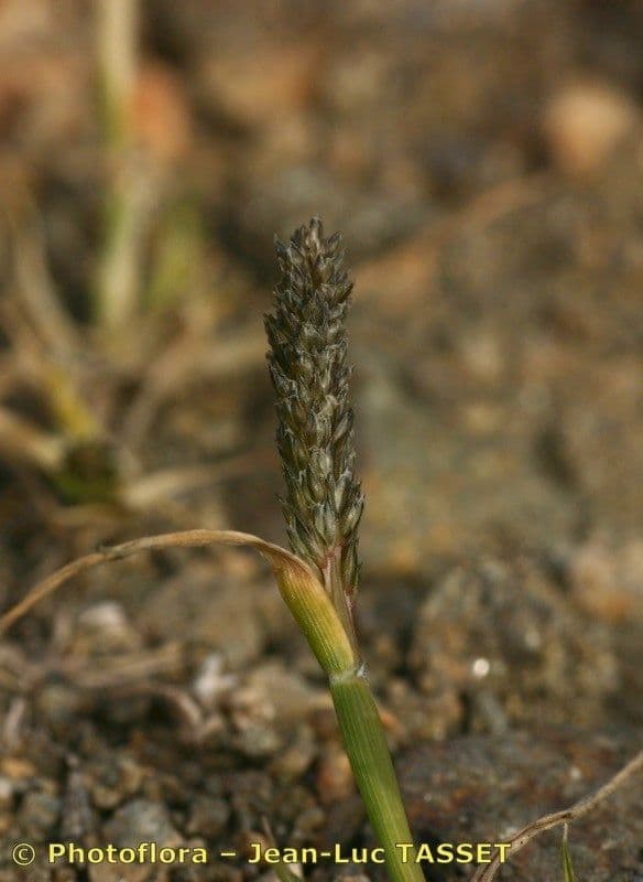 Sporobolus 8