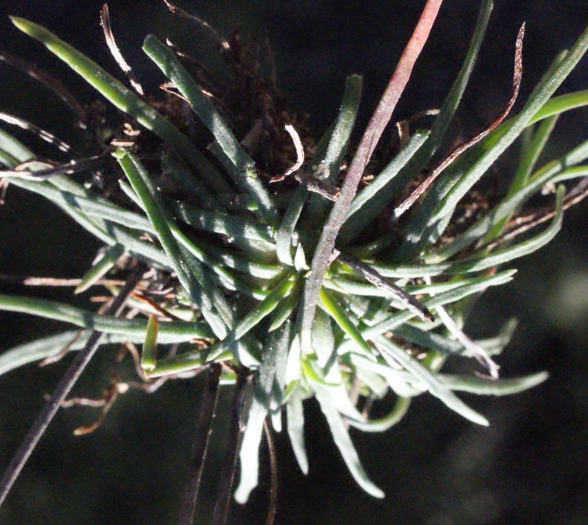 Armeria 24