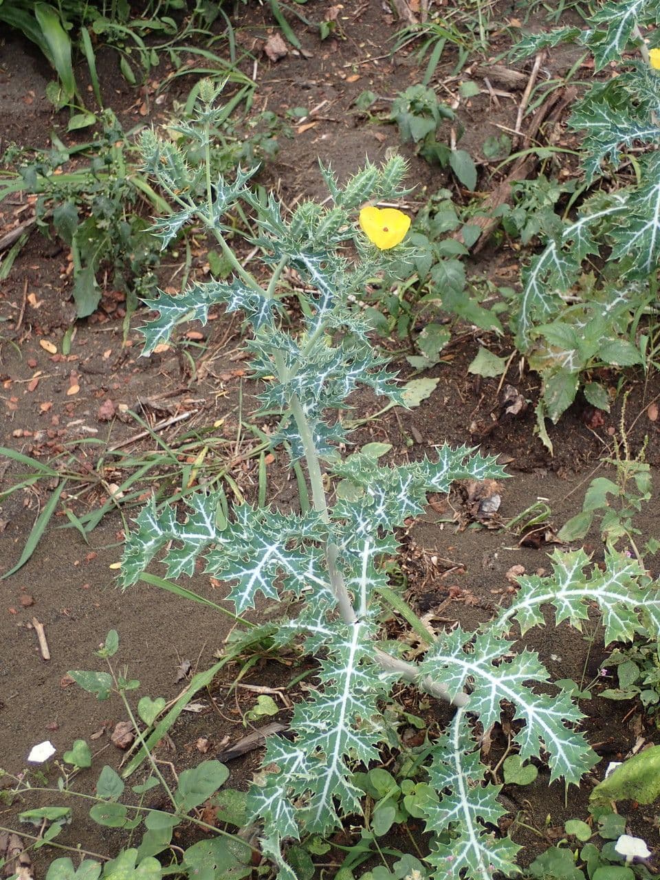 Argemone mexická 12
