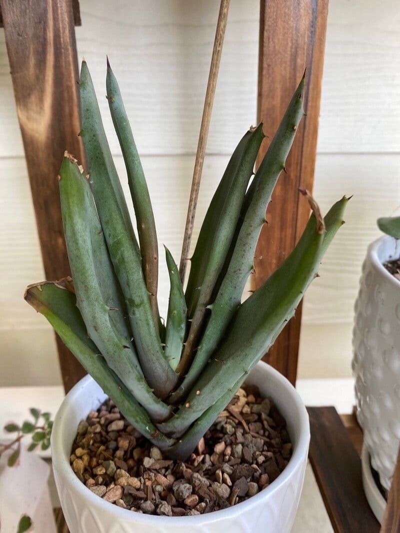 Aloe claviflora 4