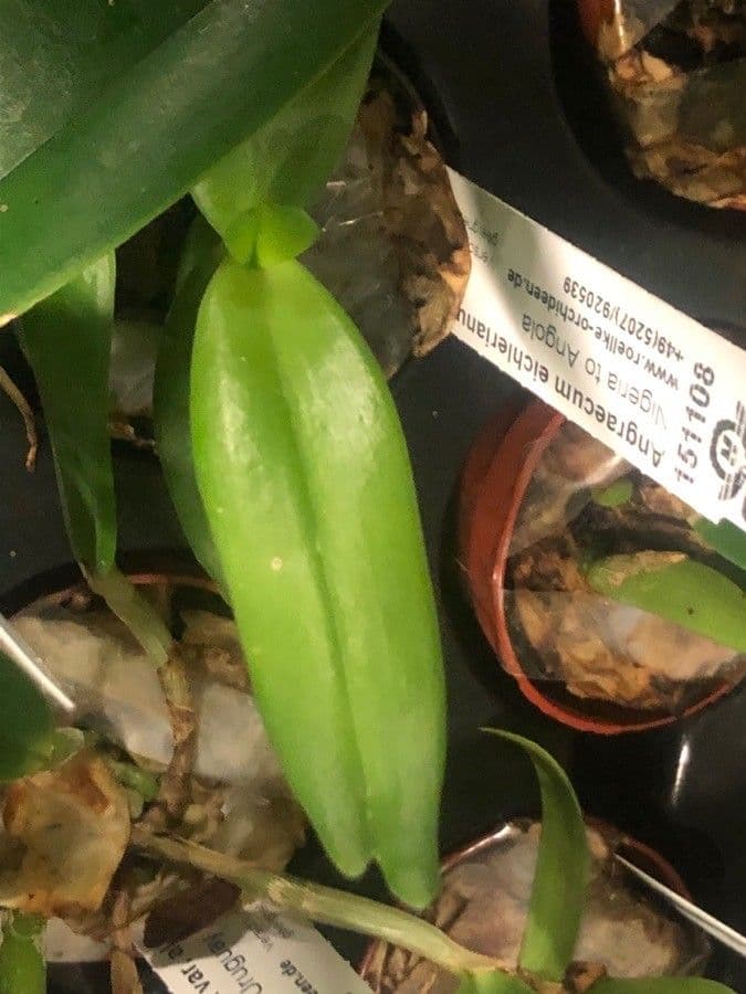 Angraecum