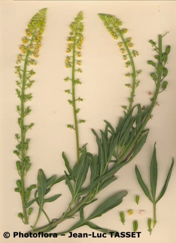 Reseda 13