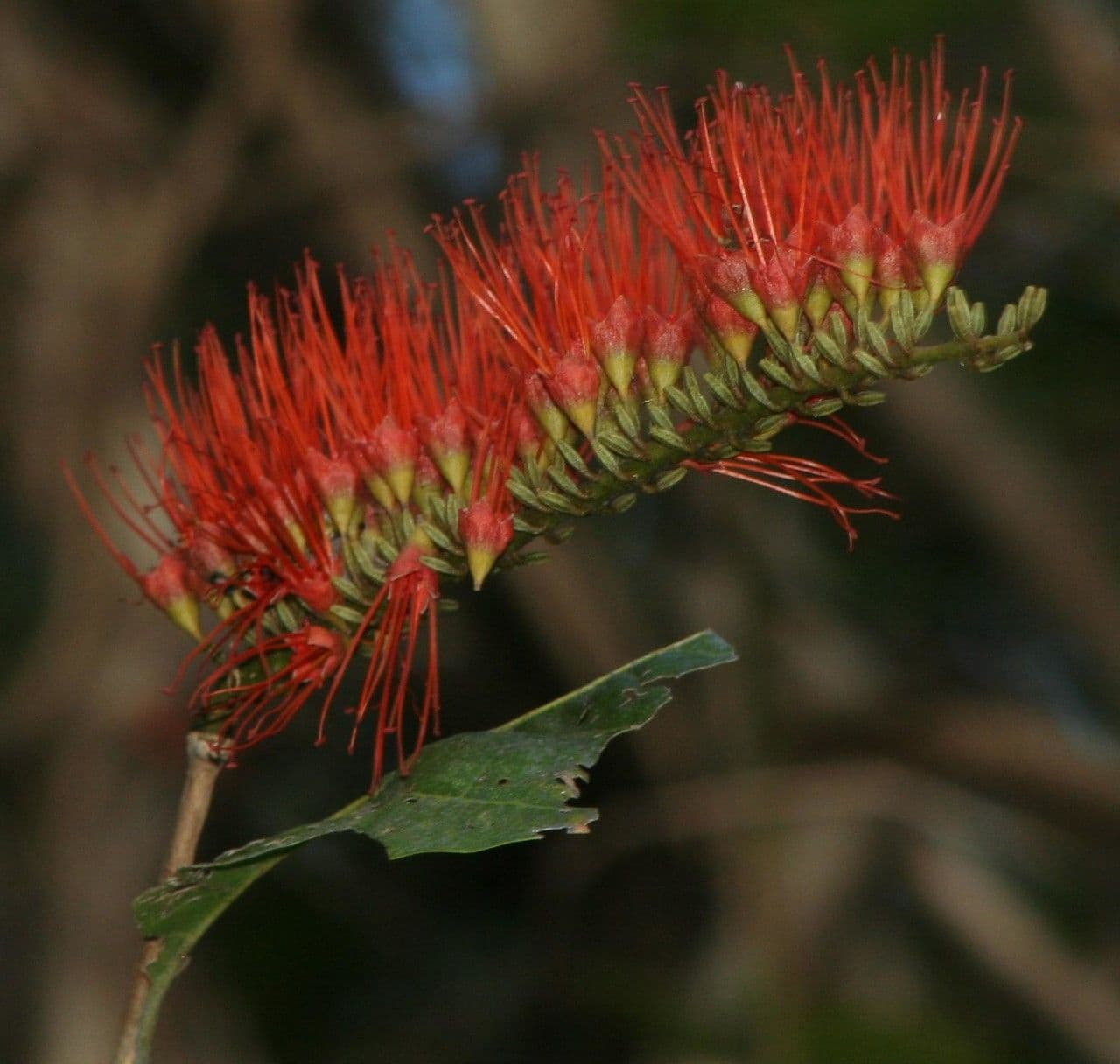 Combretum farinosum 3