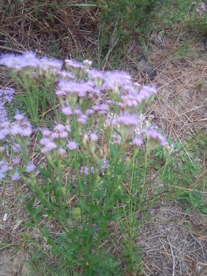 Chromolaena hirsuta 4