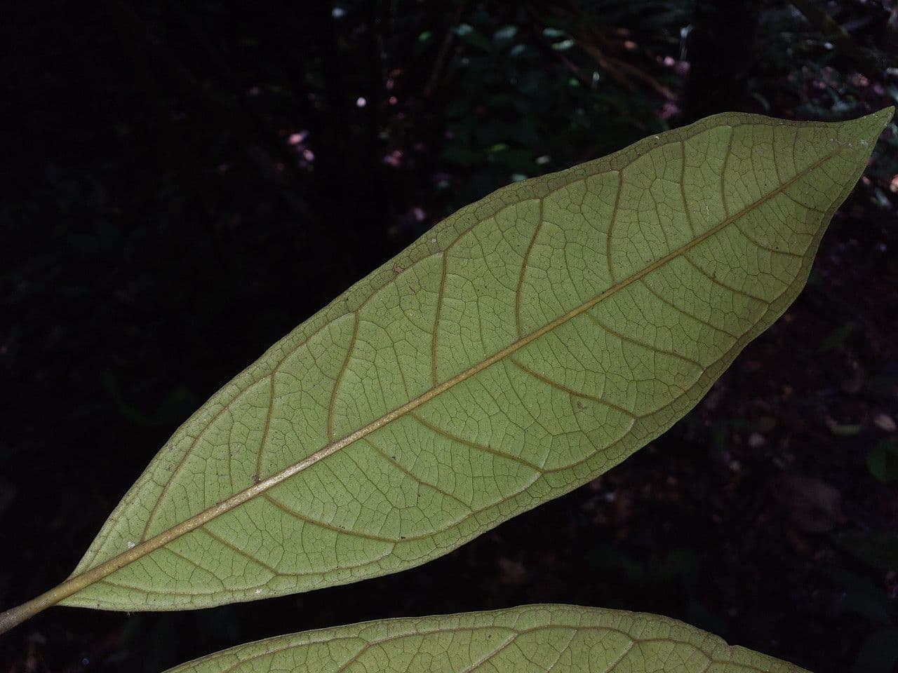Eugenia 5