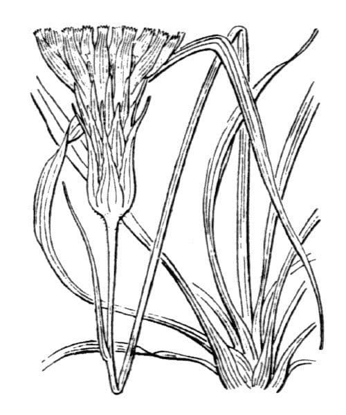 Scorzonera setolosa 10