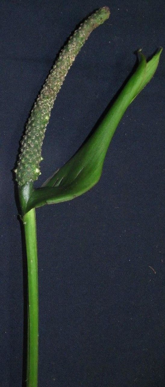 Anthurium