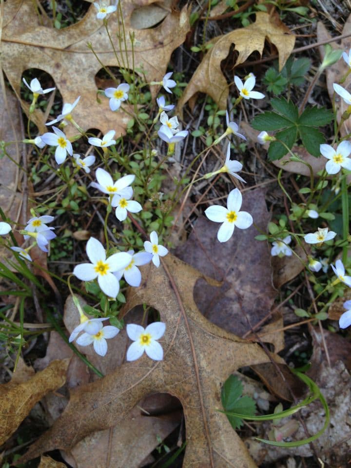 Houstonia azzurra 6