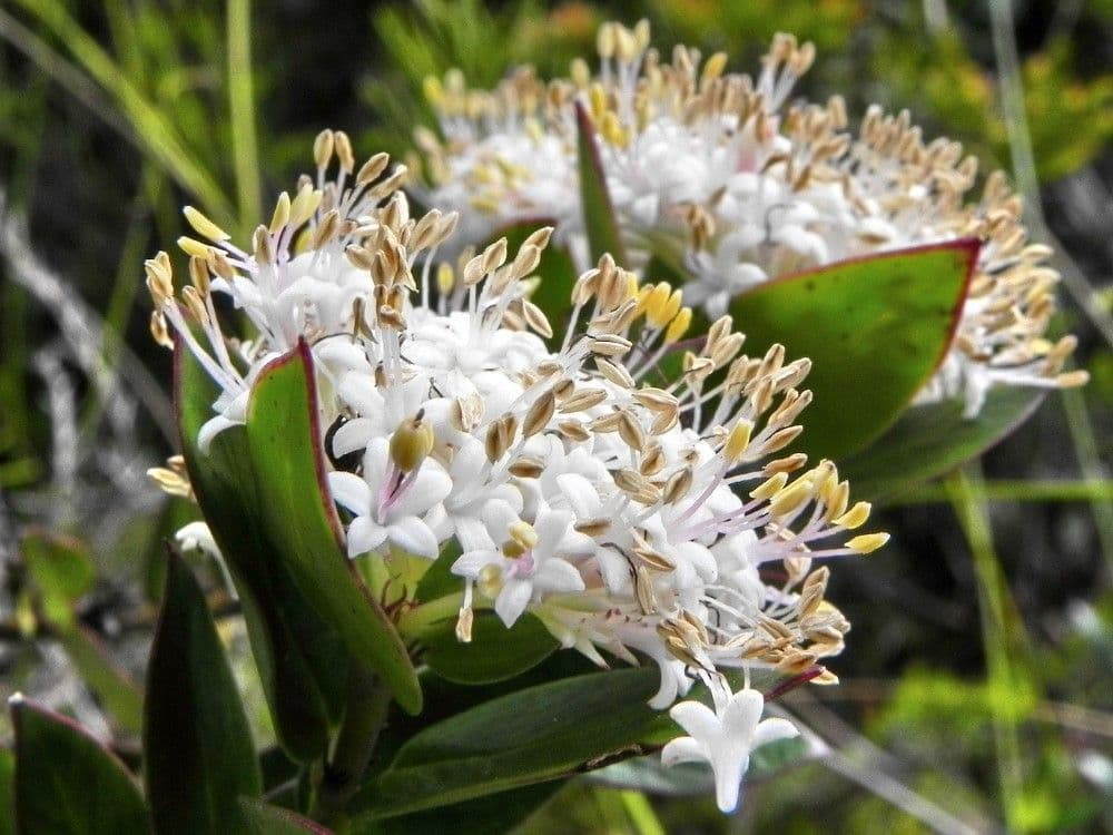 Normandia neocaledonica 4