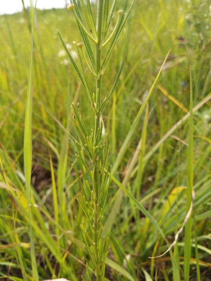 Asclepias verticillata 18
