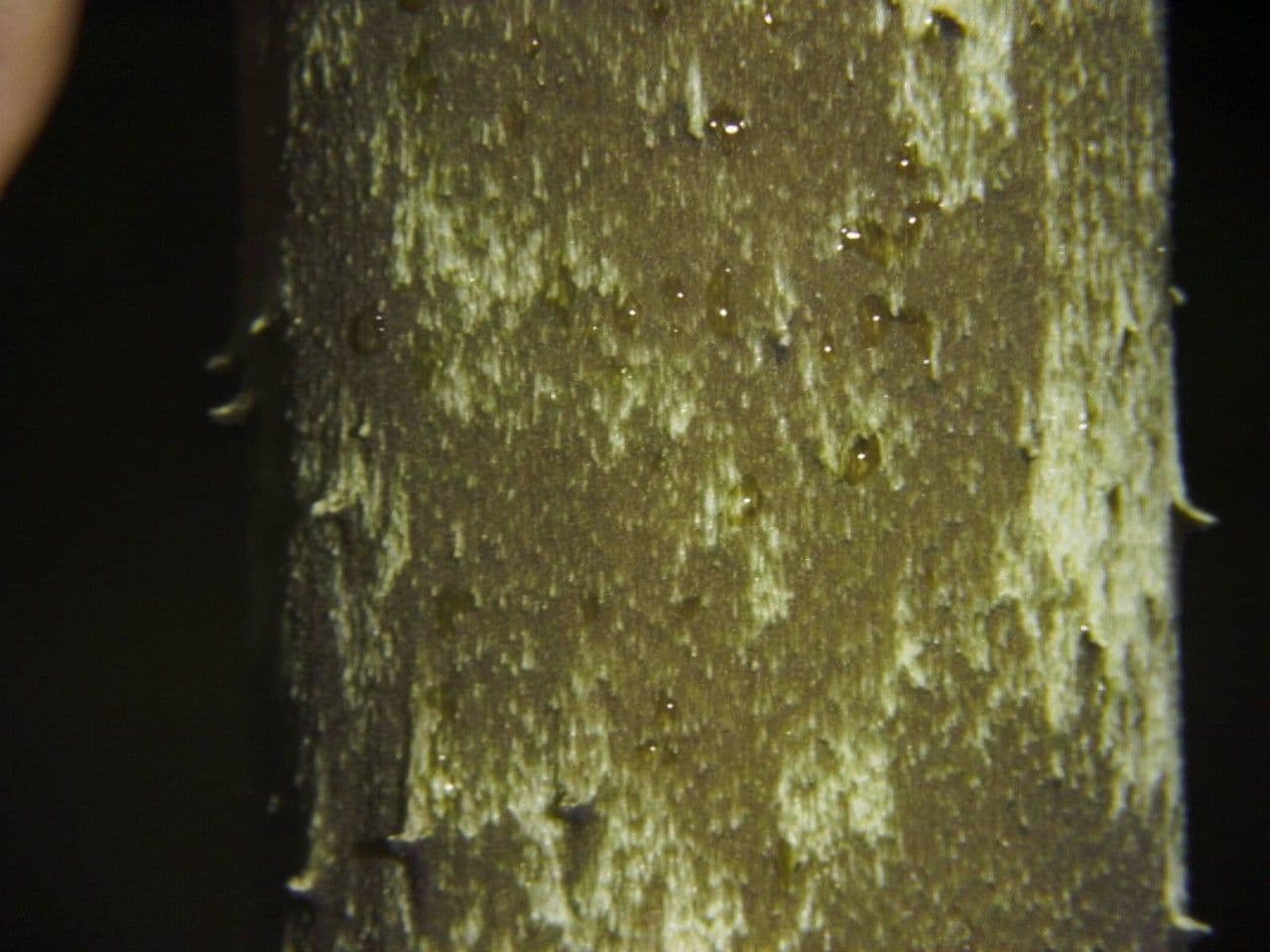 Dracontium 20