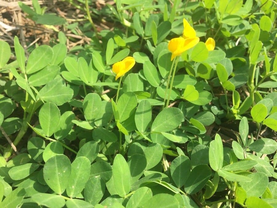 Arachis pintoi 7