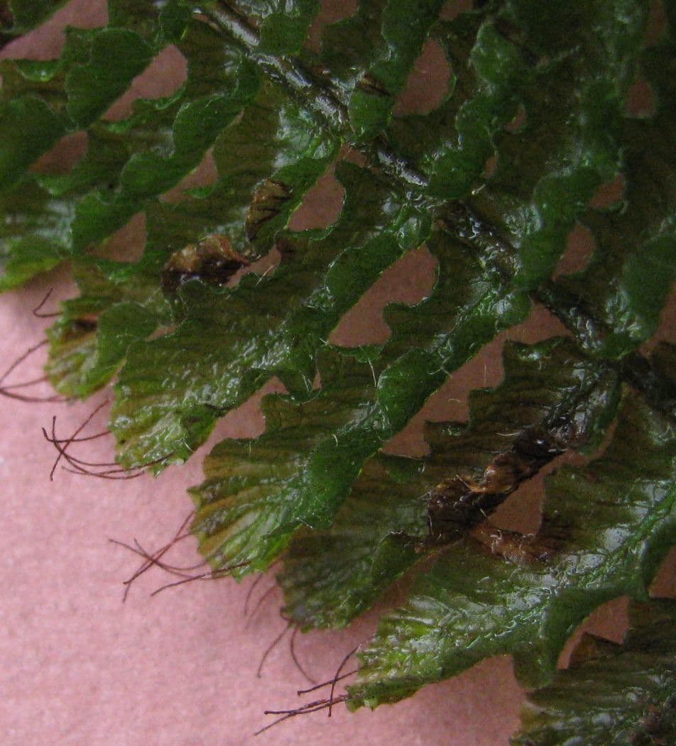 Trichomanes 10