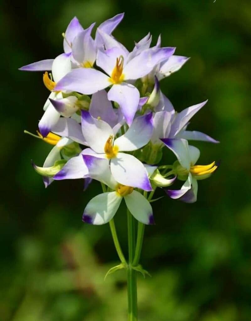Exacum